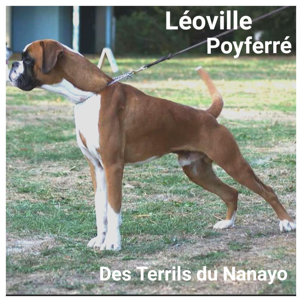 CH. Léoville poyferré des terrils du nanayo Des Terrils Du Nanayo