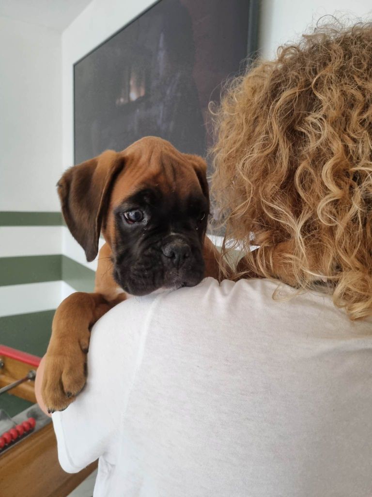 Des Terrils Du Nanayo - Chiots disponibles - Boxer