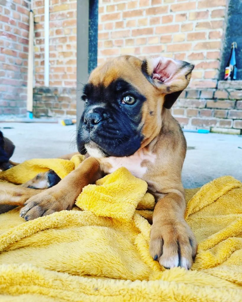 Des Terrils Du Nanayo - Chiots disponibles - Boxer